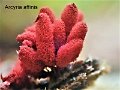 Arcyria affinis-amf245-2